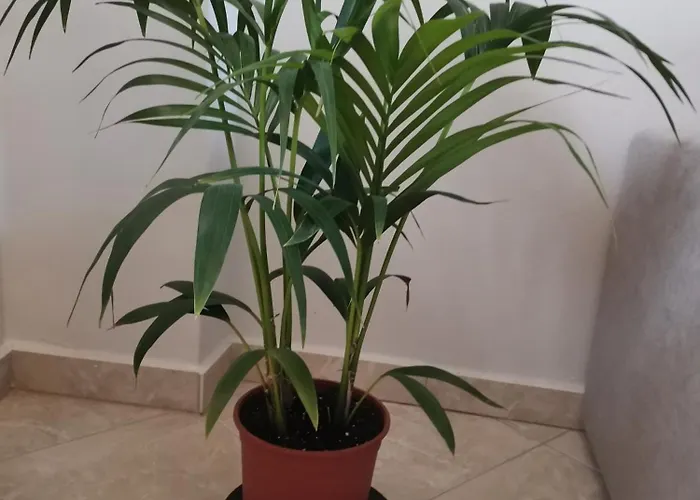 Stella Luxury Apartment *