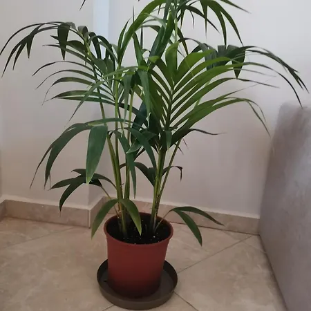 Stella Luxury Apartamento *